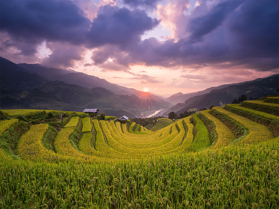 mù cang chải