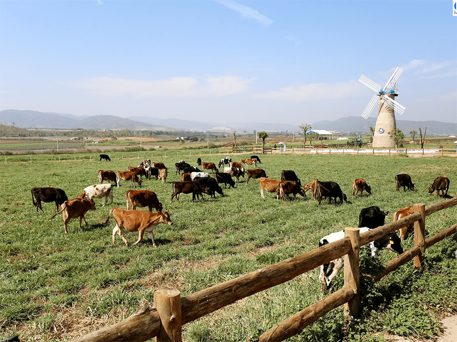 Trang trại Bò Sữa – Dalat Milk farm