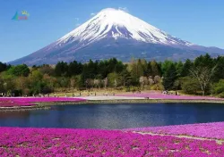 Tour Nhật Bản 4N4Đ: Khám phá Tokyo - Núi Phú Sĩ - Yamanashi